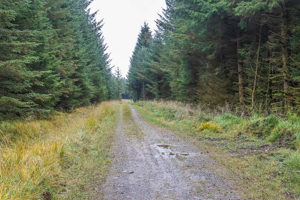 Bower Wood Bower Wood